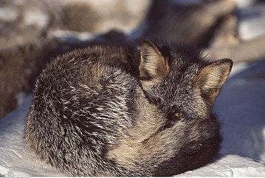 像素风格解谜冒险游戏《华夫探长 初出茅庐》现已正式推出